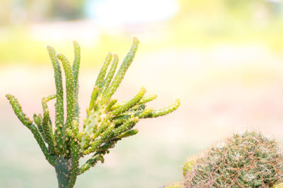 Close-up of succulent plant