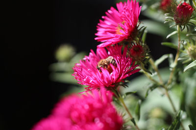 Close-up of insect on pink flower