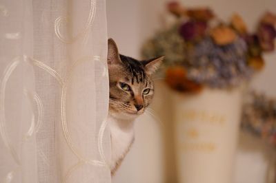 Close-up of a cat looking away