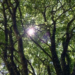 Sun shining through trees