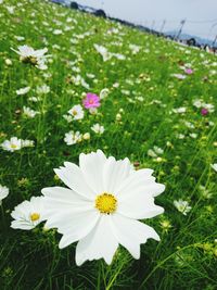 Close-up of white flowers blooming in field