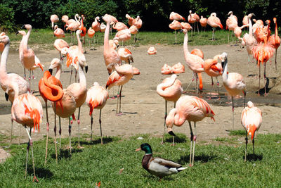 Flock of birds in lake