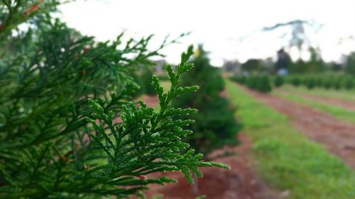 Close-up of plant