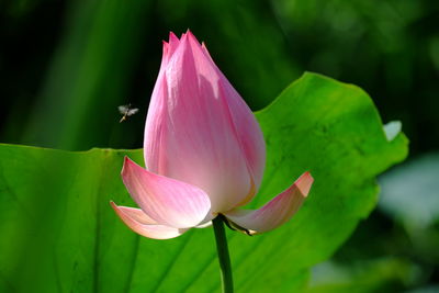 Close-up of pink water lily