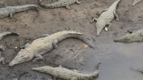 High angle view of crocodile on sand