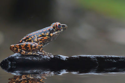 Close-up of frog sitting on rock in lake