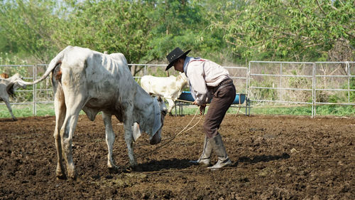 Horses in a farm