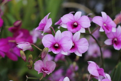 Close-up of pink flowering plants