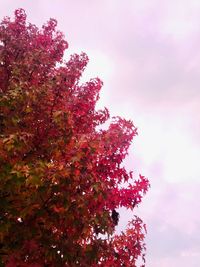 Low angle view of flowering tree against sky