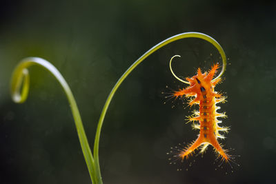 Orange caterpillars with unique feathers which are dangerous when exposed to the skin on leaf