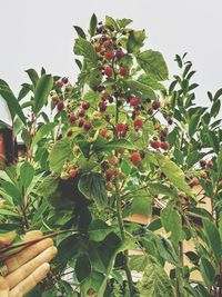 Low angle view of berries growing on tree