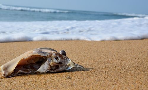 Cat lying on beach