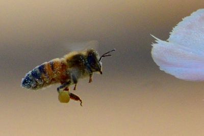 Close-up of insect