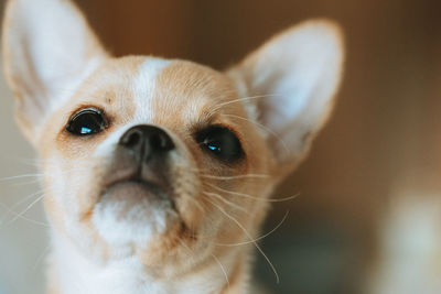 Close-up portrait of a chihuahua dog