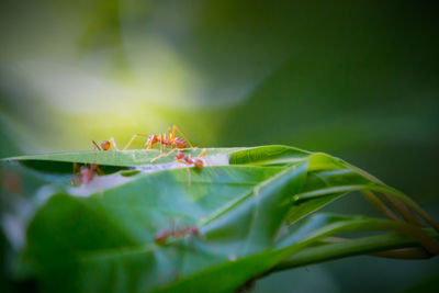 Close-up of insect on leaves