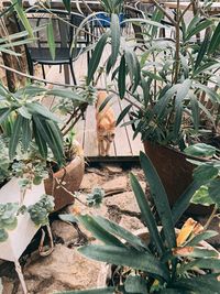 Close-up of potted plants in back yard