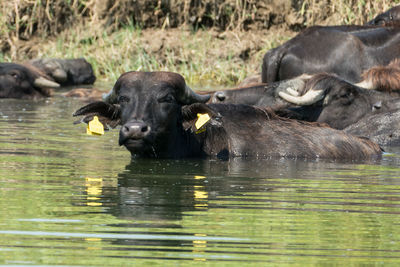 Horses in a lake