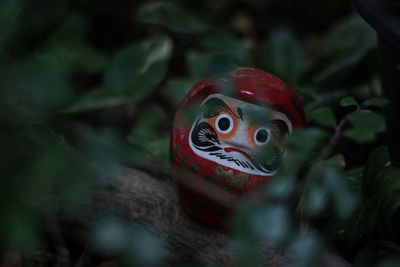 Close-up of red painting on plant