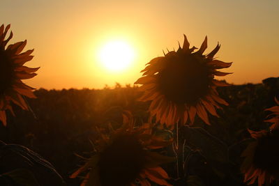 Close-up of sunflower blooming on field against sky during sunset