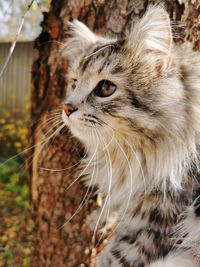 Close-up of a cat looking away