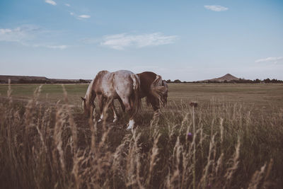 Horse on field against sky