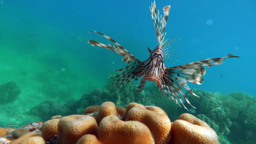 Lion fish in the red sea in clear blue water hunting for food .