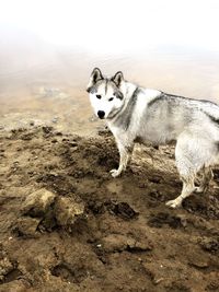 Portrait of dog standing on land