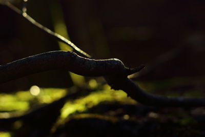 Close up of leaf