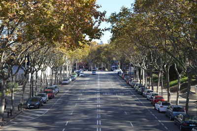 Road amidst trees in city
