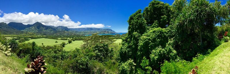 Panoramic view of trees on landscape against sky