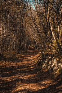 View of dirt road in forest