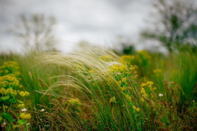 Close-up of crops growing on field