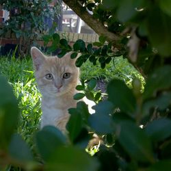 Portrait of cat in backyard