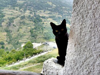 Portrait of cat on mountain against sky