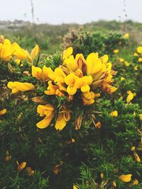 Close-up of yellow flowers blooming in field