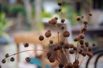 Close-up of wilted flowers