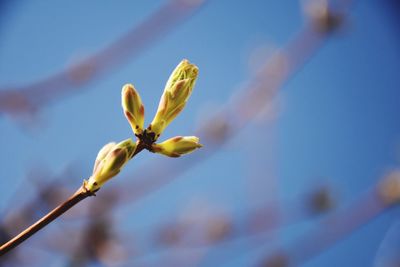 Close-up of flower against sky