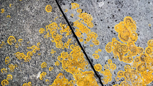 Directly above shot of lichen growing on wall