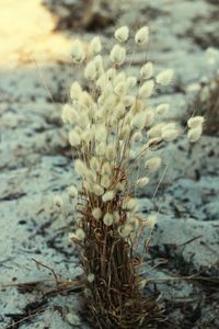 Close-up of wheat growing on field