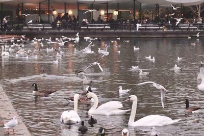 Swans swimming in lake