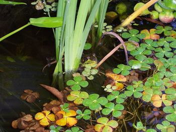 High angle view of leaves in pond