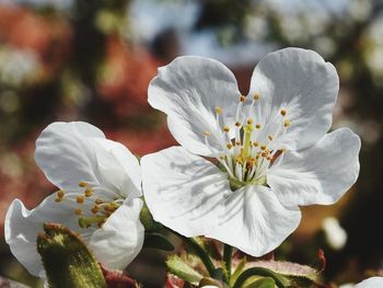 Close-up of white flowering plant