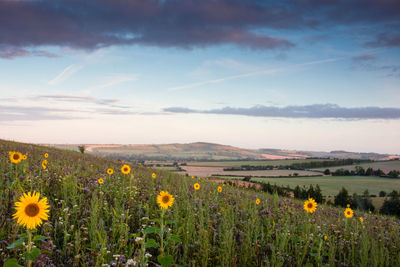 Scenic view of flowering plants on field against sky