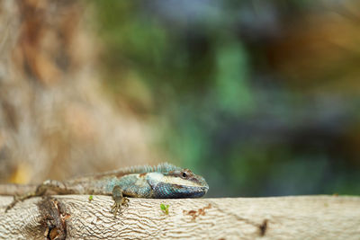 Chameleon on tree on blur background