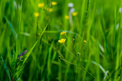 Close-up of fresh green grass