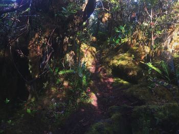 High angle view of trees in forest