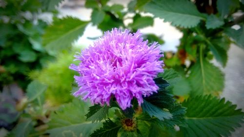 Close-up of purple flower