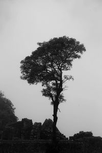 Tree on landscape against clear sky