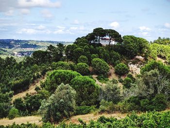 Scenic view of trees against sky
