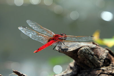 Close-up of insect